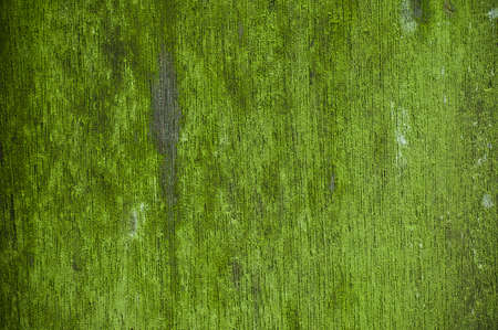 Green old wood with moss background.の写真素材