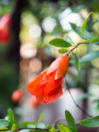 Pomegranate flower bud.の写真素材