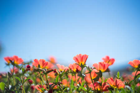 Red summer flower with blue sky backgroundの写真素材