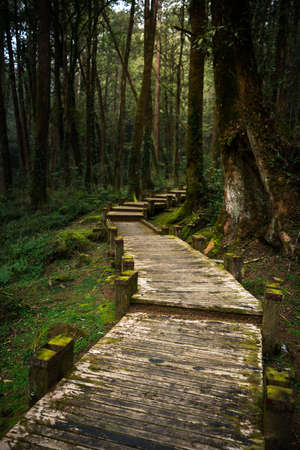 Walk path in cypress pine forest