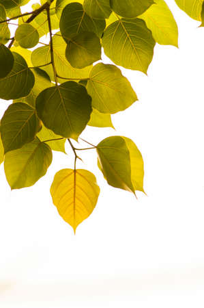 Bodhi tree leaves isolated on white.の写真素材
