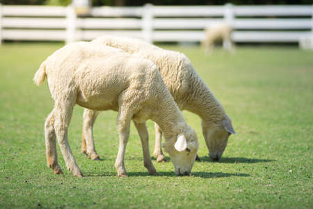 Sheeps in green grass field. Young sheeps eating grass.