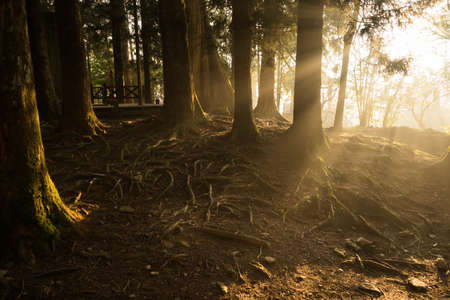 Sun light ray in spring pine forest.の写真素材