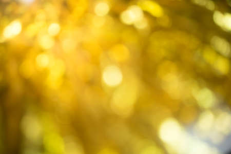 Gold Lights Festive background. Abstract bright background with bokeh defocused gold lightsの写真素材