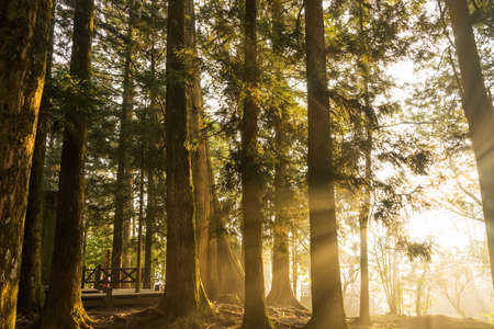 Sun light ray in spring pine forest.