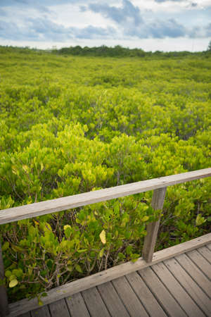 Wood bridge with gold grean leaf fieldの写真素材