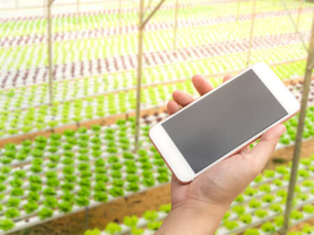 Hand holding smartphone with hydroponic vegetables growing in greenhouse.の写真素材