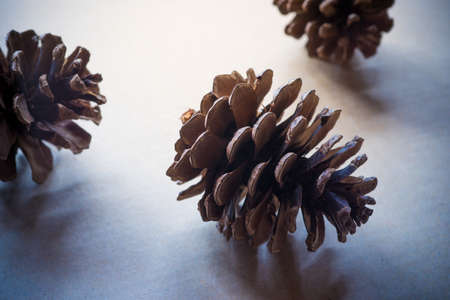 Pine cone on backgroundの写真素材