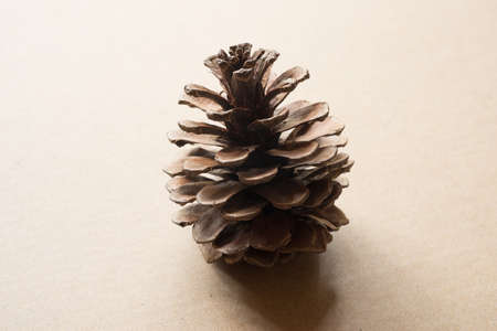Pine cone on backgroundの写真素材