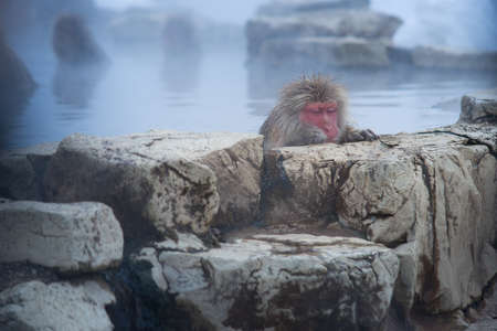 Japanese Snow Monkeys relaxing at onsen hot springs Yudanaka, Nagano, Japanの写真素材