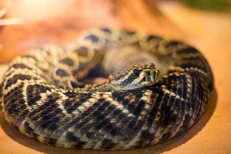 Closed up of rattlesnakeの写真素材
