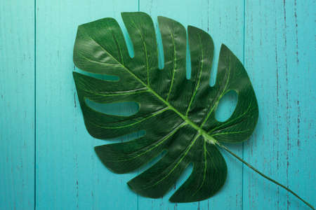 Nature green leaf with shabby wood backgroundの写真素材