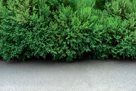 Pine leaves with stone floor の写真素材