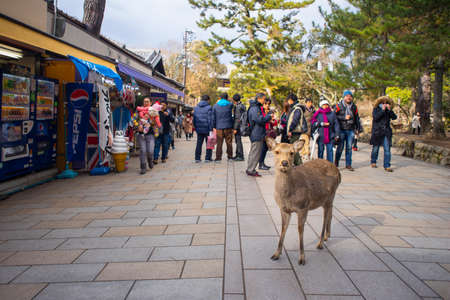Nara, Japan - February 11, 2017 : Tourist with deer at Nara Park.のeditorial素材