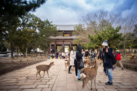 Nara, Japan - February 11, 2017 : Tourist playing with deer at Nara Park.のeditorial素材