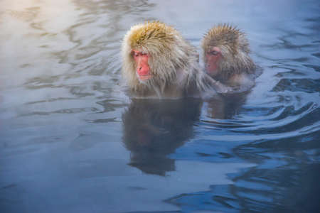 Japanese Snow Monkeys relaxing at onsen hot springs Yudanaka, Nagano, Japanの写真素材
