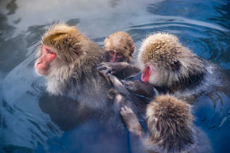 Japanese Snow Monkeys relaxing at onsen hot springs Yudanaka, Nagano, Japanの写真素材