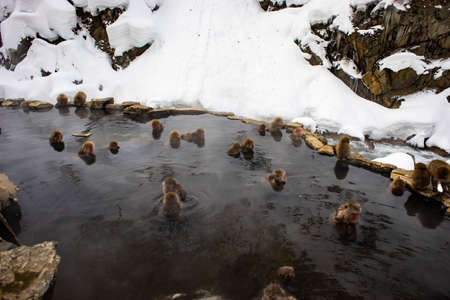 Japanese Snow Monkeys relaxing at onsen hot springs Yudanaka, Nagano, Japanの写真素材