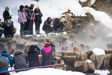 Nagano, Japan - February 13, 2017 : Japanese Snow Monkeys relaxing at onsen hot springs with peopleの写真素材