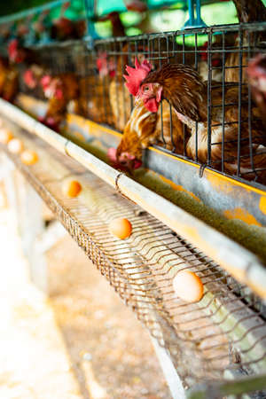 Egg poultry farm with hensの写真素材