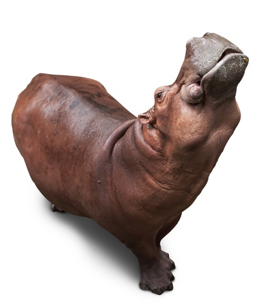 the hippopotamus lifted the head in top and widely opened a mouthの写真素材