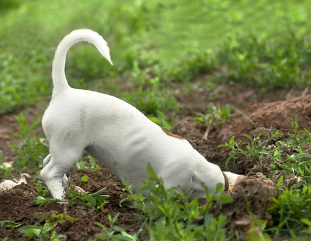 the puppy of jack russel thrust the head into a holeの写真素材
