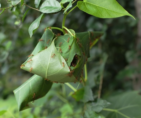 colony of red ants in an ant hill, from a tree leaf, in tropicsの写真素材