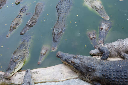 Many crocodiles lie in water, in a bog.の写真素材