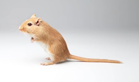 fluffy mouse sit on a gray gradient  backgroundの写真素材