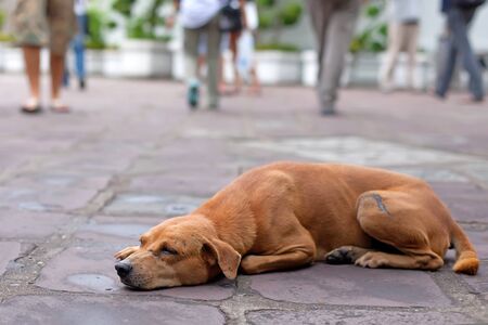 The red homeless dog lies in the street against indifferent peopleの写真素材