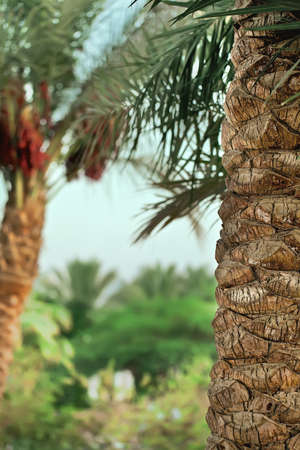 palm tree trunk against green tropical treesの写真素材