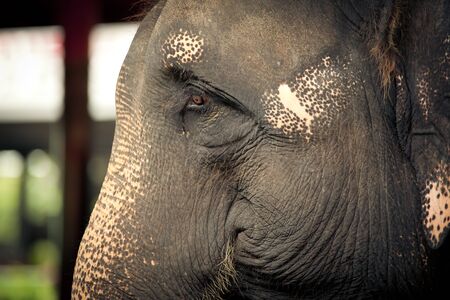 Portrait of an adult elephant in the Thai zooの写真素材