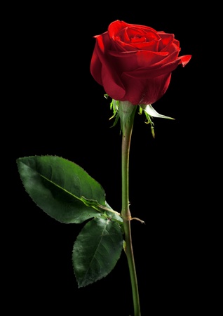 one red rose on a black backgroundの写真素材
