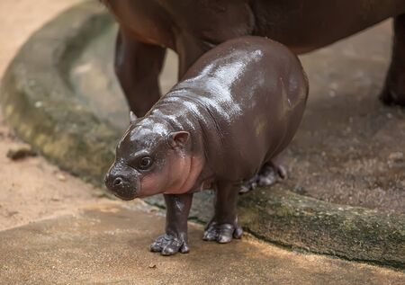 small pygmy hippopotamus near motherの写真素材