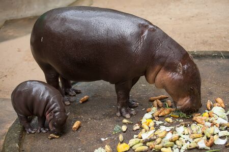 small pygmy hippopotamus and his motherの写真素材