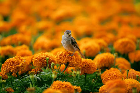 the sparrow sits on a bed of orange flowersの写真素材