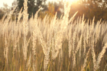 steppe covered with golden grassAutumn. Warm, light weather.の写真素材