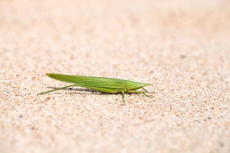 the strange green insect sits on a sand beachの写真素材