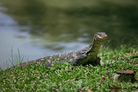the big monitor lizard lies on a grass