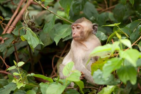 One wild monkey sits between branches of trees