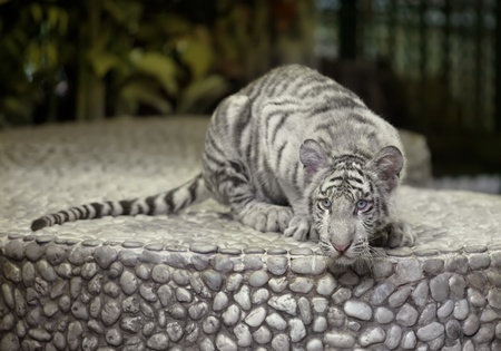 the small frightened white tiger cub sits on a stone curbstoneの写真素材