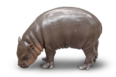 cub of a small hippopotamus is isolated on white backgroundの写真素材