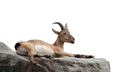 the goat lies on the gray mountainの写真素材