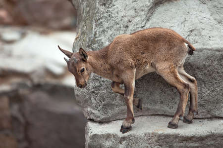 Lamb is on the gray stoneの写真素材