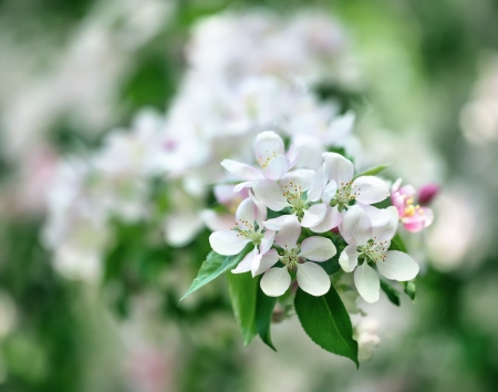 the cherry tree blossomsの写真素材