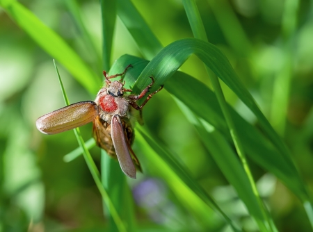 may-bug in a green grass. spring day