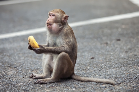 the monkey sits on asphalt in park and eats bananaの写真素材
