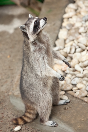 raccoon standing on hind legs の写真素材