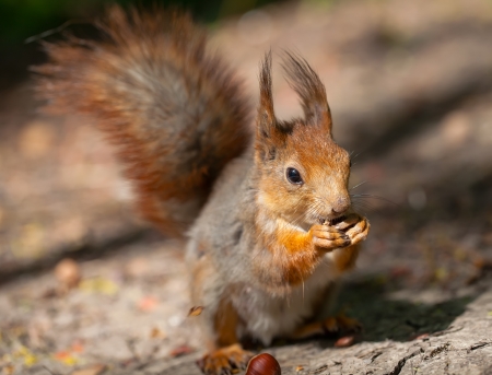 red squirrel in the wood の写真素材