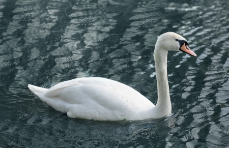 white swan in blue water の写真素材
